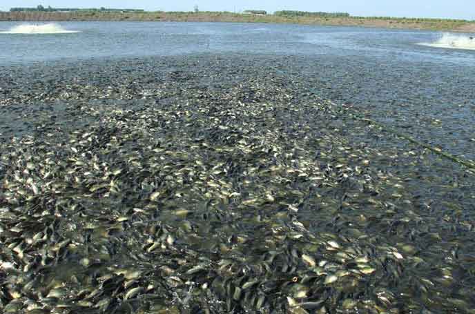 水产养殖罗茨黄瓜视频黄色下载 水产养殖罗茨黄瓜视频黄色下载
